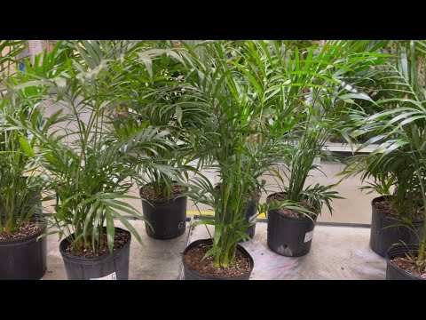 Palmmix 9 1/2'' Indoor plant $14.99 @ IKEA.. Shopping indoor palm tree