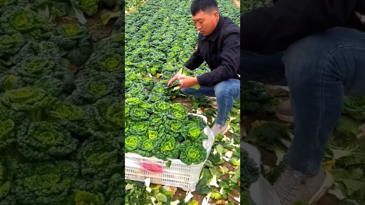 Harvesting a fresh vegetable from field 