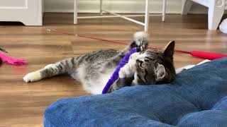 A Visit to Catfe! (Cat Cafe Montclair) by The Stumpy Brigade 77 views 1 month ago 6 minutes, 57 seconds