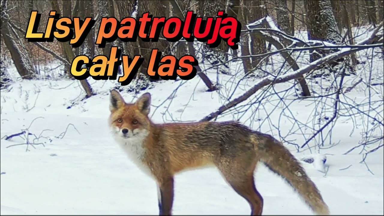 Sarny, dziki, borsuk i lisy na patrolu leśnym - fotopułapka 