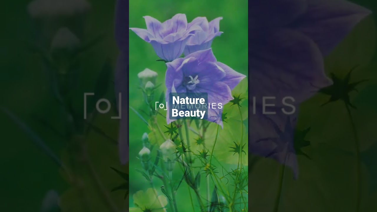 nature beauty flowers and sky.