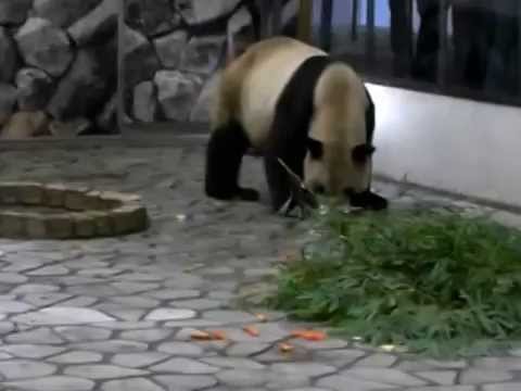 Panda 　パンダ　白浜 アドベンチャーワールド23 永明