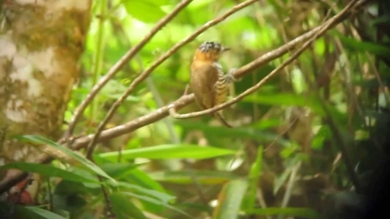 Ochre-collared Piculet - Picumnus temminckii - Intervales, Brazil
