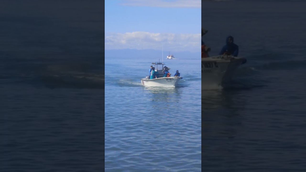 St Helena bay snoek run