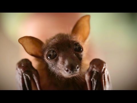 Johnny Depp's Bat - Jackie Sparrow