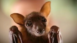 Johnny Depps Bat - Jackie Sparrow