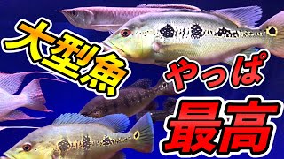 大型魚　マニアの飼う精鋭達！水の輝き飼育LVが高すぎる！！IN愛知　アクアリウム　マニア宅訪問編「ブラックアロワナ」「キクラ 」「デルヘッジ」