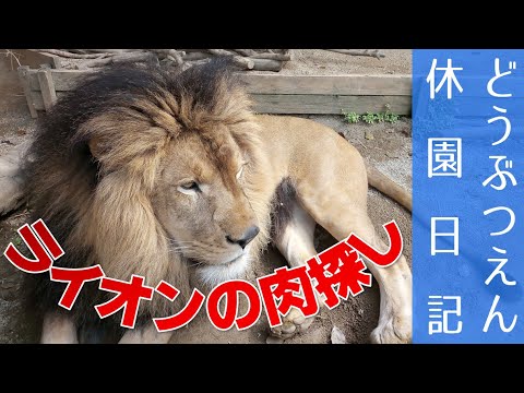 ライオンの肉探し【どうぶつえん休園日記】The hide and seek for Lion