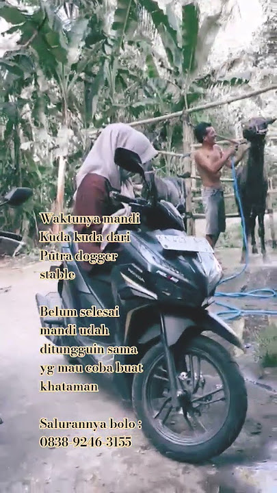 This is the horse stance of Putra Dogger taking an afternoon bath #dancinghorse #putradoggerhorse...