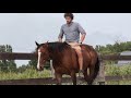 Basic steps how to guide a horse from stress to calmness. (Matthias Geysen)