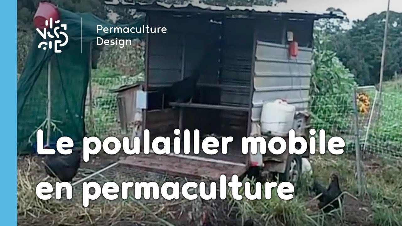 Permaculture Les Avantages Du Poulailler Mobile