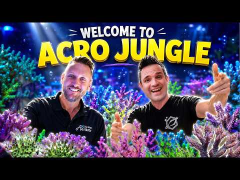 The Craziest Smooth Skin Acropora Collection at Top Shelf Aquatics