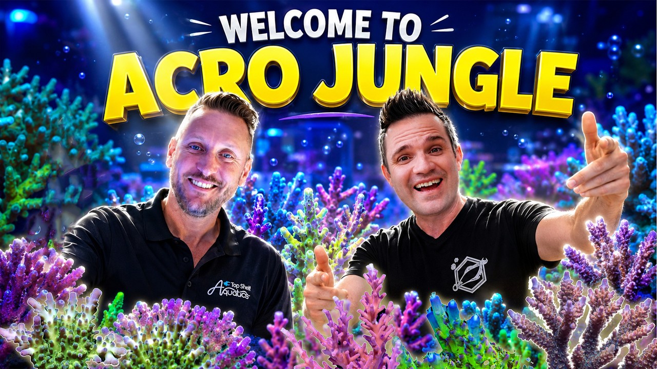 The Craziest Smooth Skin Acropora Collection at Top Shelf Aquatics