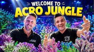 The Craziest Smooth Skin Acropora Collection at Top Shelf Aquatics