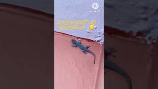 దవడ ఫట వనకతల బలల తరగతద? -Fs9Dx .