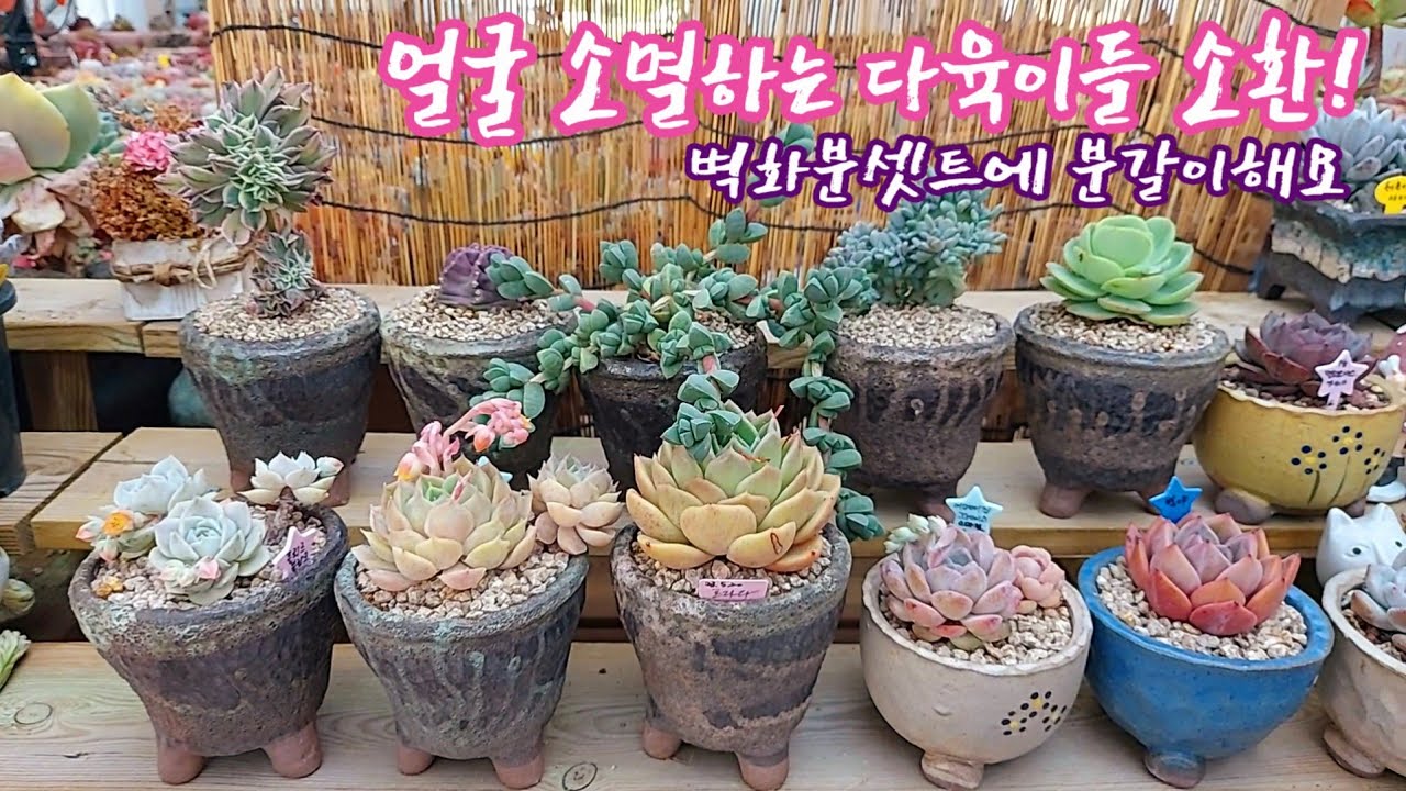 얼굴 소멸해가는 묵둥이 다육이들, 다시 예뻐지라고 벽화분에 분갈이해요