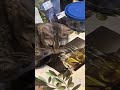 #cat #catvideos #cateating #salad