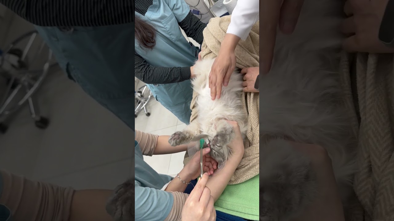 강아지 흉부 방사선, 복부 초음파 자세 적응 훈련