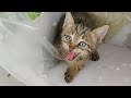 Found Rescue Kitten In Shoebox || Later He Started Eating From Hands ||