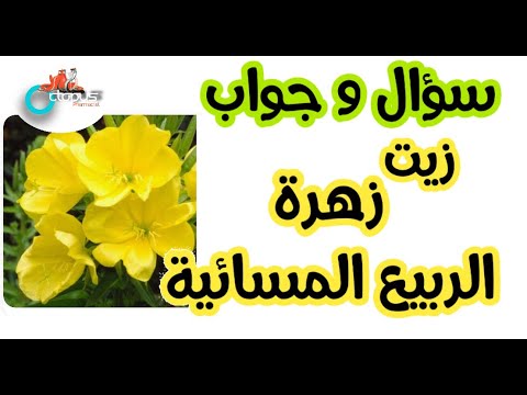 Evening primrose| زهرة الربيع المسائية | الزيت السحري للسيدات | مشاكل وعيوب ومخاطر الزيت