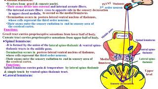 3 Structure & types of Lemnisci (Medial, Spinal, Lateral & Trigeminal lemniscus) and their function