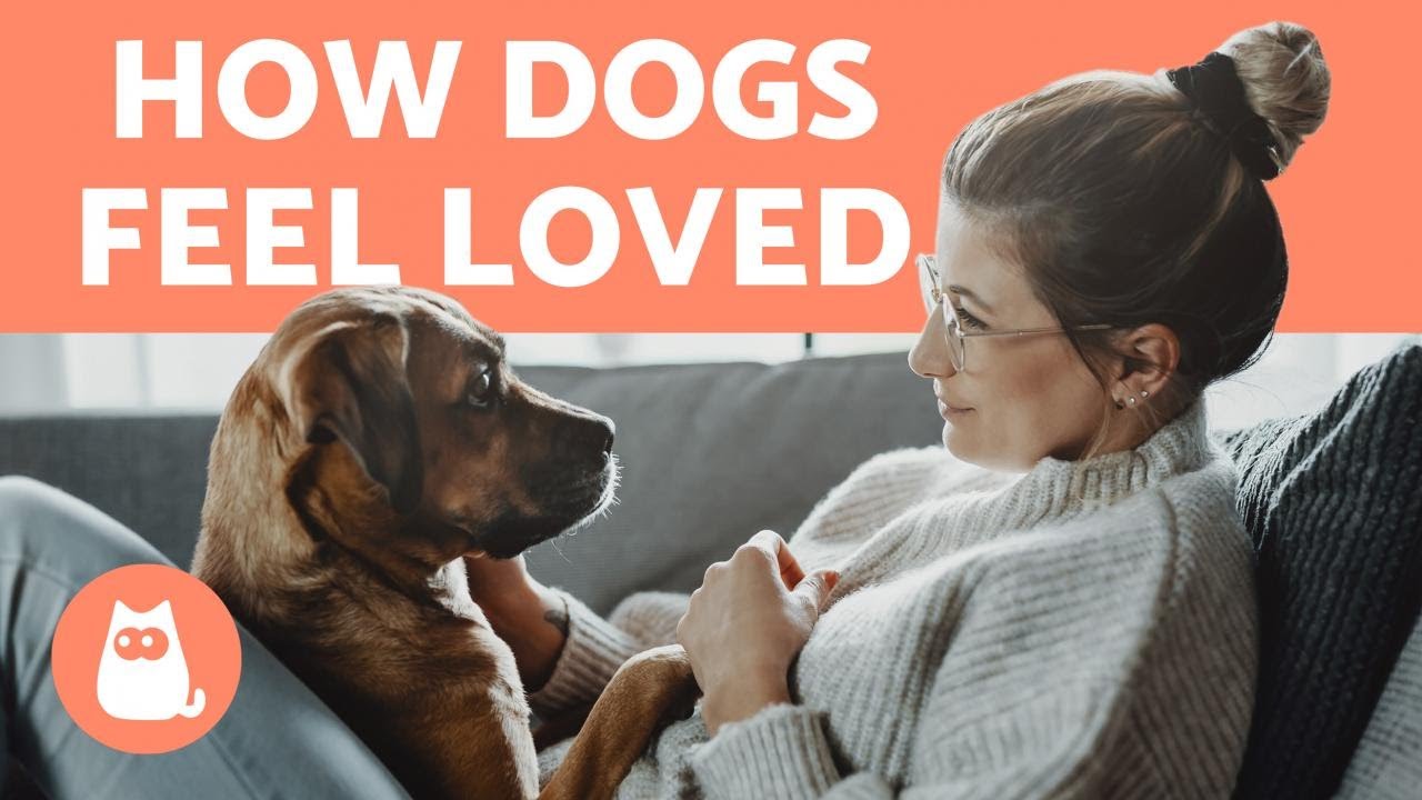 how can i make my dog feel loved