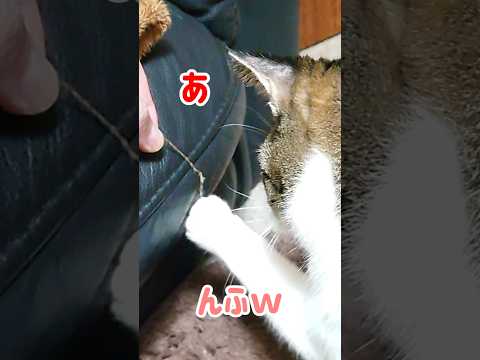 ほつれた糸でも体が勝手に反応してしまう猫のサガ #Shorts​