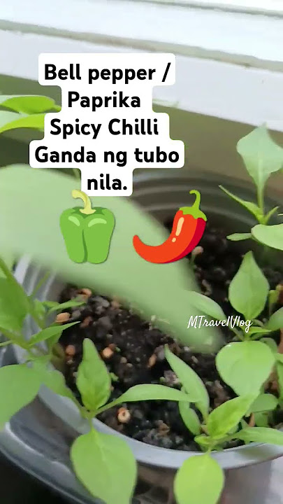 Growing Paprika / bell pepper & Spicy Chilli🌶️🫑💚 #subscribemychannel #flowers #youtubers #subscribe