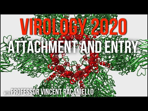 Virology Lectures 2020 #5: Attachment and Entry