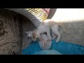 Funny cats cute playing
