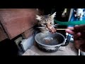 野良猫のお食事中 191123