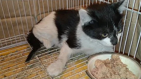 Watch the video about Kittens Were Abandoned Because They Aren't Siamese Kittens Like Mother InFact They Are Stray Kittens