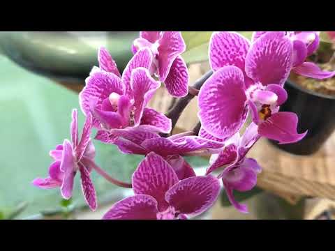 LINDAS ORQUÍDEAS DO MEU JARDIM - Beautiful orchids from my garden - Hermosas orquídeas de mi jardim
