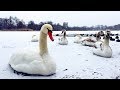 Cute Winter Wildlife Swan Family + Ducks and Snow in Prospect Park Brooklyn NYC