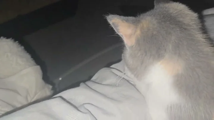 Video 5780371: british shorthair kitten meets, beautiful british shorthair kitten, purring british shorthair, adorable british shorthair kitten, kitten purr, adorable kitten show