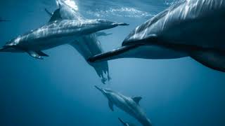 3 Hours to Dreams {Dolphins }  Sweet, Soft Music to aid in Sleep screenshot 5