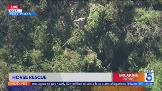 Crews rescue two horses trapped in Palos Verdes
