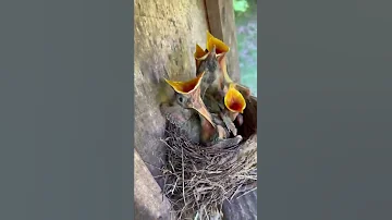 Baby Birds Eaten By Snake RIP