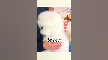 HOW WOULD You Rate this Dog 😱 | Wholesome Animals