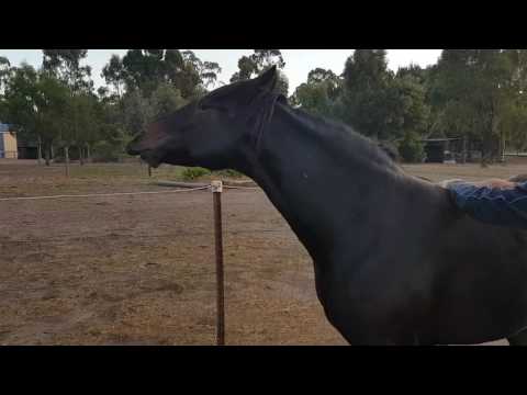 horse-pulling-funny-faces-and-rocking-while-getting-a-rub!