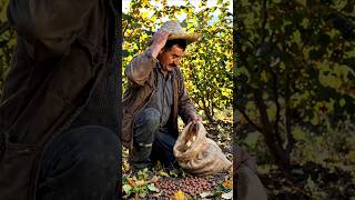 Hazel nut harvesting #JKvlogsAI #youtubeshorts