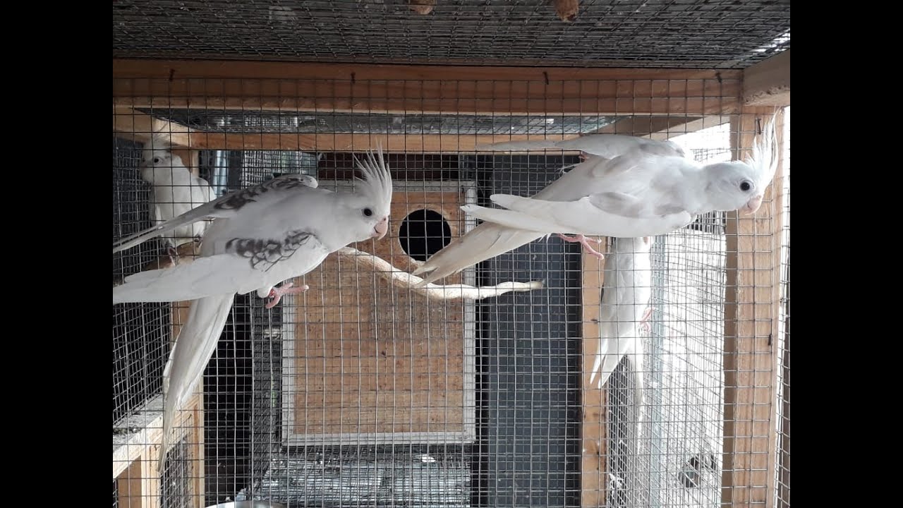 Cockatiels Aviary #New collection #Food #Health #Cage #Medicine #care
