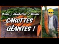 COMMENT CULTIVER DES 🥕 CAROTTES 🥕 GÉANTES au jardin potager en permaculture Semis Entretien Récolte