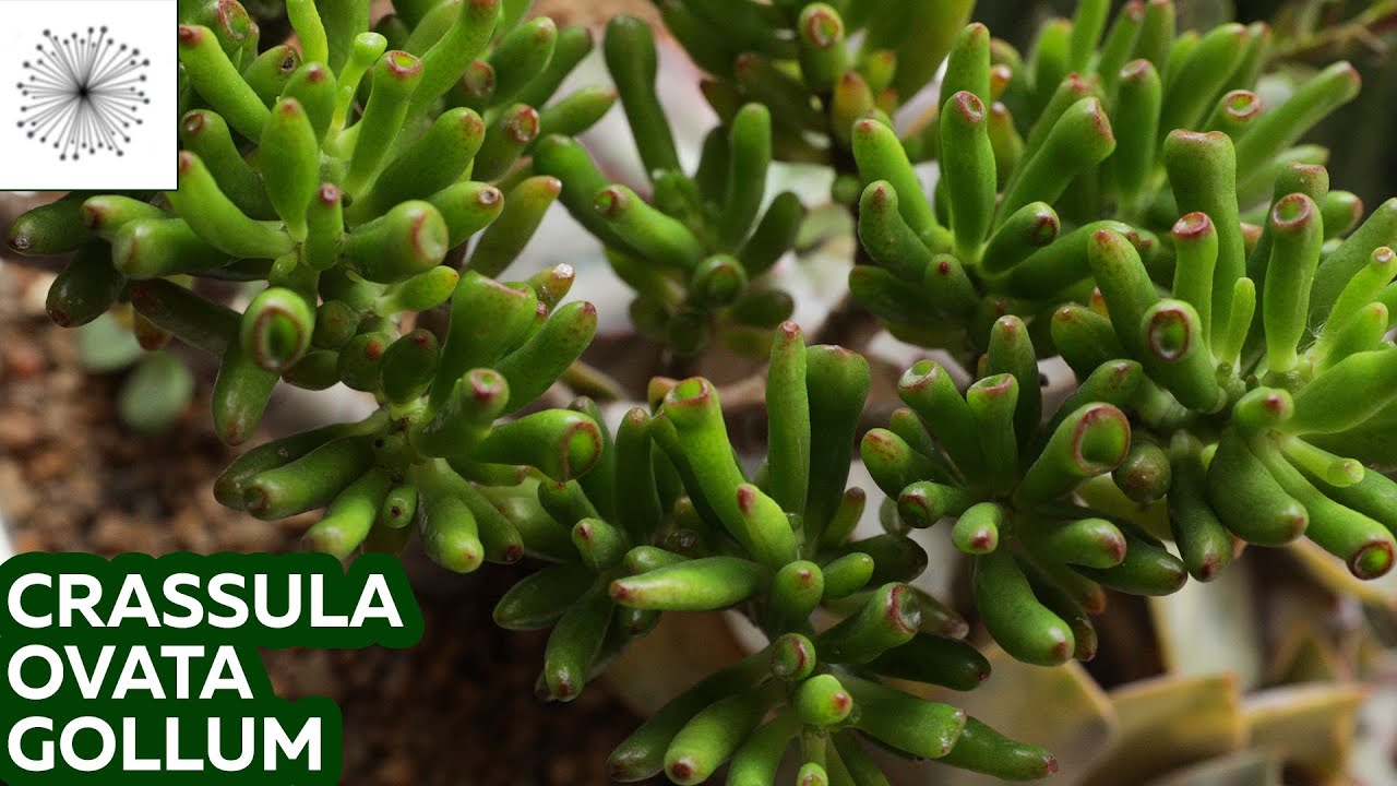 Pack De 2 Suculentas De Jade (Crassula Ovata) De DECOALIVE, Maceta De 12 Cm Y Altura Aprox. 15 Cm, Para Interior Y Exterior
