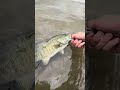 Smallmouth bass #fishing
