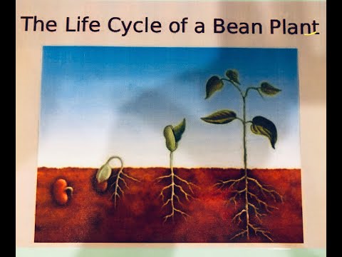 Life Cycle of a Bean Plant 05 13 20 Woodside Montessori ACADEMY E-LEARNING 2020