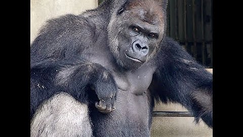 Trinom raid vankers  Extremecraft:Faction