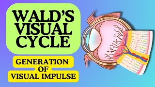 Download lagu Wald's visual cycle animation #Biochemistry | Visual impulse animation