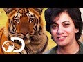 Terrifying Human Attacking Tigers | Living With Man Eaters