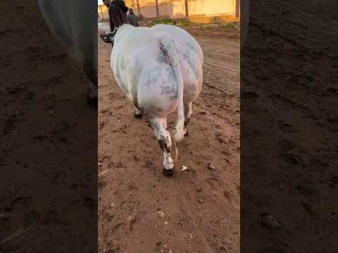 اتمنة العجول في سوق حد ولاد فرج أضخم تور 